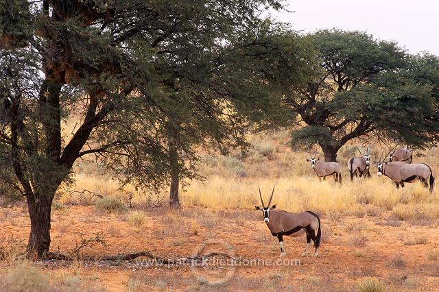 Kalahari-Gemsbok Park, South Africa - Afrique du Sud - 21140