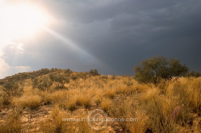 Kalahari-Gemsbok Park, South Africa - Afrique du Sud - 21144