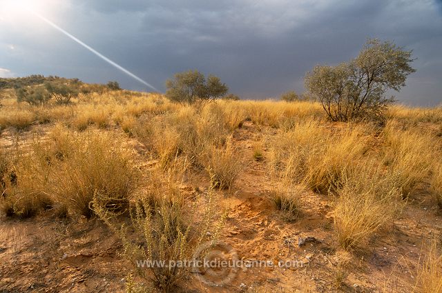 Kalahari-Gemsbok Park, South Africa - Afrique du Sud - 21145