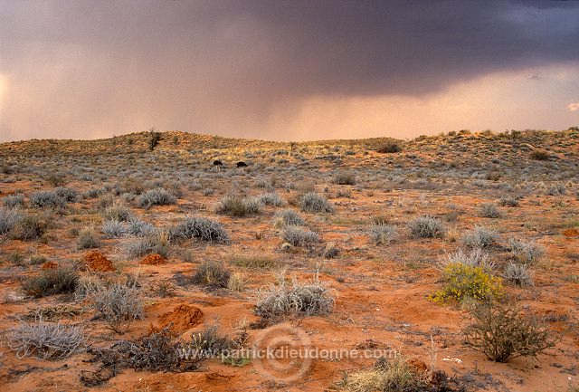 Kalahari-Gemsbok Park, South Africa - Afrique du Sud - 21146