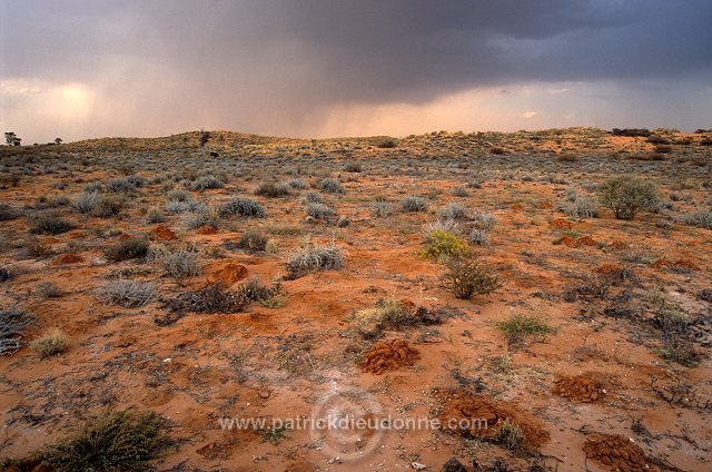 Kalahari-Gemsbok Park, South Africa - Afrique du Sud - 21147