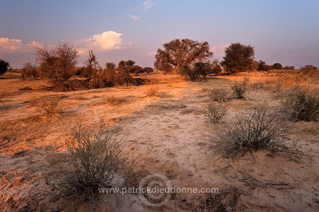 Kalahari-Gemsbok Park, South Africa - Afrique du Sud - 21151