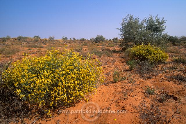 Kalahari-Gemsbok Park, South Africa - Afrique du Sud - 21149