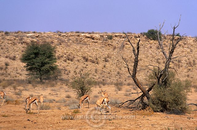 Kalahari-Gemsbok Park, South Africa - Afrique du Sud - 21142