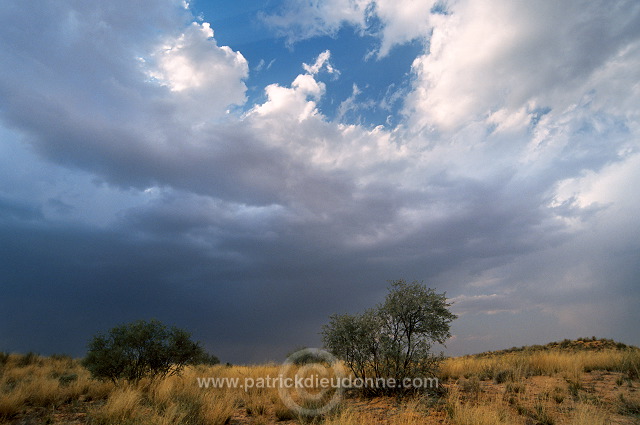 Kalahari-Gemsbok Park, South Africa - Afrique du Sud - 21152