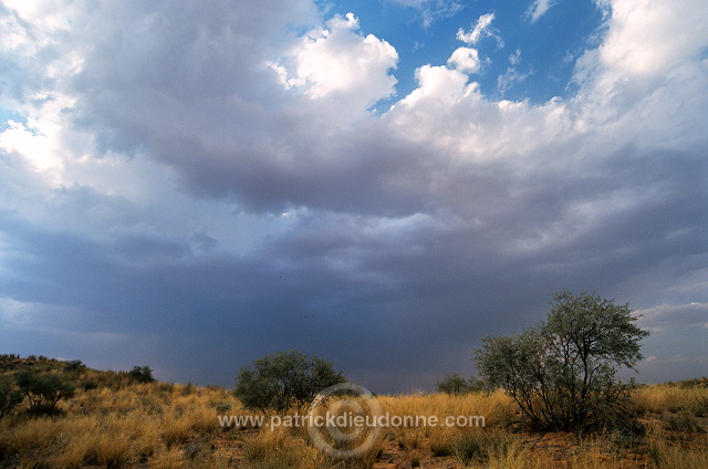 Kalahari-Gemsbok Park, South Africa - Afrique du Sud - 21153