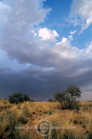 Kalahari-Gemsbok Park, South Africa - Afrique du Sud - 21154