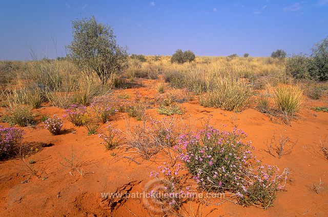 Kalahari-Gemsbok Park, South Africa - Afrique du Sud - 21150