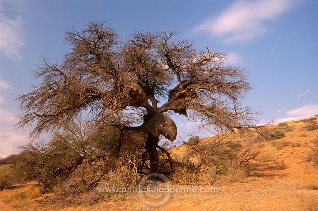 Kalahari-Gemsbok Park, South Africa - Afrique du Sud - 21156