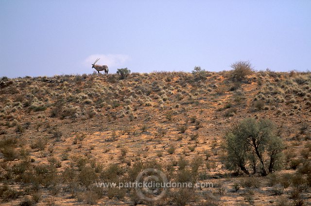 Kalahari-Gemsbok Park, South Africa - Afrique du Sud - 21141