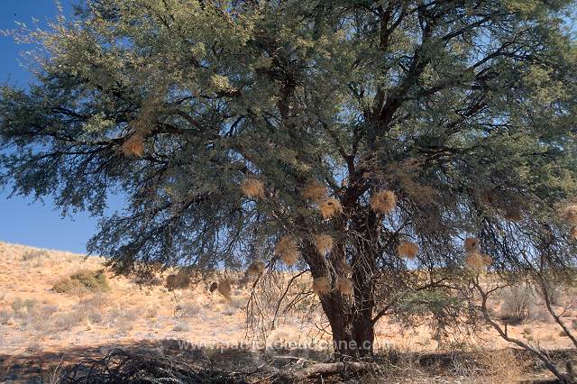 Kalahari-Gemsbok Park, South Africa - Afrique du Sud - 21157