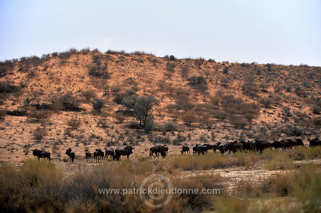 Kalahari-Gemsbok Park, South Africa - Afrique du Sud - 21143