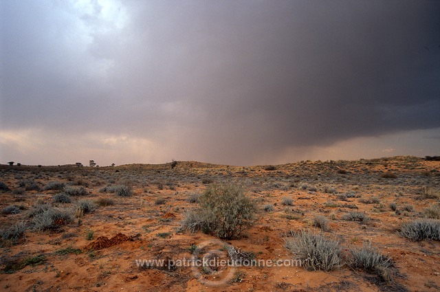 Kalahari-Gemsbok Park, South Africa - Afrique du Sud - 21155