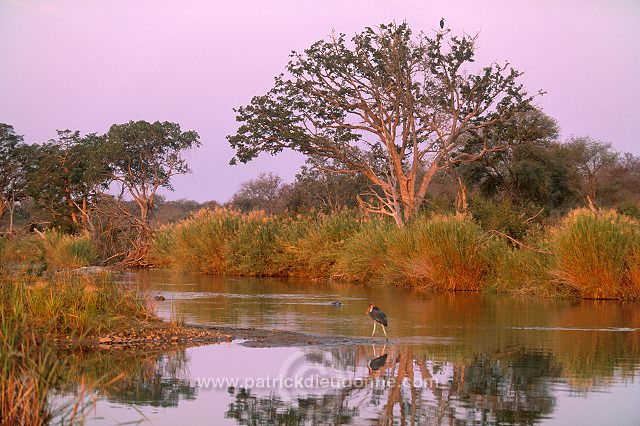 Kruger National Park, South Africa - Afrique du Sud - 21164