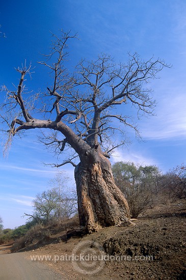 Baobabs in Kruger NP, South Africa - Afrique du Sud - 21176