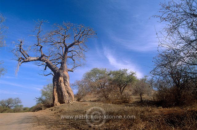 Baobabs in Kruger NP, South Africa - Afrique du Sud - 21177
