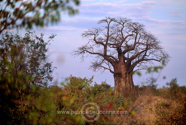 Baobabs in Kruger NP, South Africa - Afrique du Sud - 21180