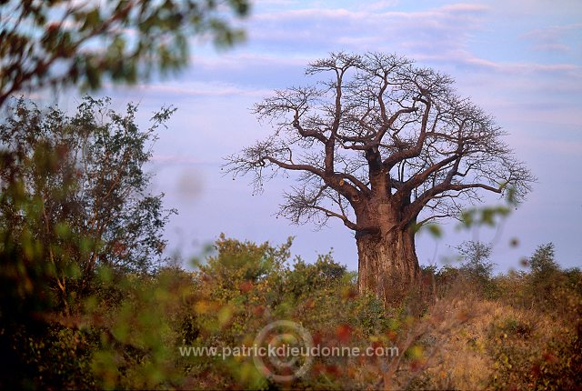 Baobabs in Kruger NP, South Africa - Afrique du Sud - 21180