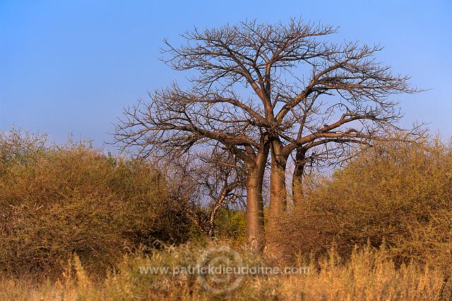 Baobabs in Kruger NP, South Africa - Afrique du Sud - 21181