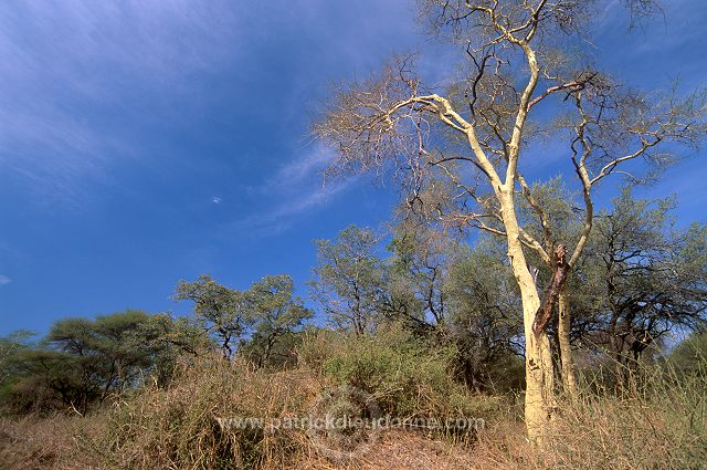 Fever tree, Kruger NP, South Africa - Afrique du Sud - 21183