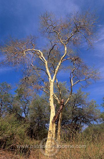 Fever tree, Kruger NP, South Africa - Afrique du Sud - 21184
