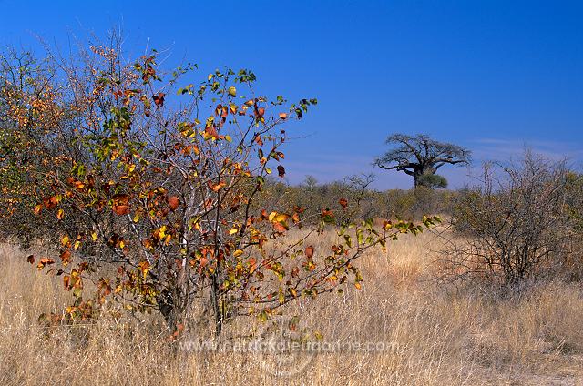 Baobabs in Kruger NP, South Africa - Afrique du Sud - 21182