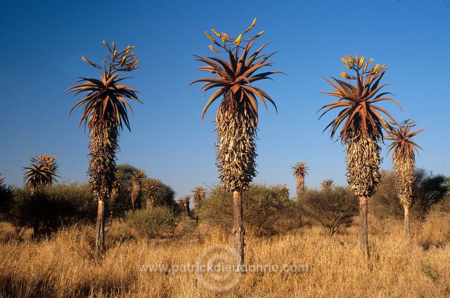 Aloes, South Africa - Afrique du Sud - 21186