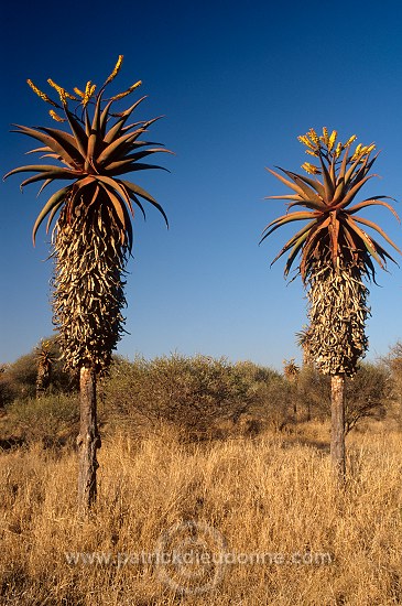 Aloes, South Africa - Afrique du Sud - 21204