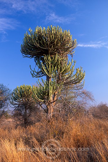 Candelabra Tree, South Africa - Afrique du Sud - 21187