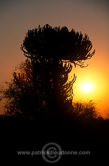 Candelabra Tree, South Africa - Afrique du Sud - 21189