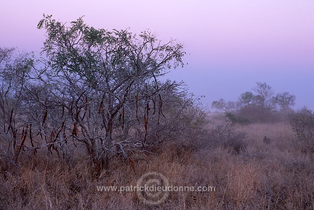 Bushveld, South Africa - Afrique du sud - 21190