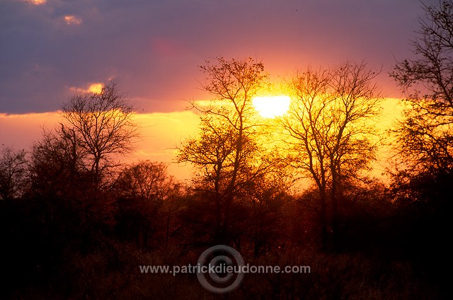 Mopane forest, South Africa - Afrique du sud - 21191