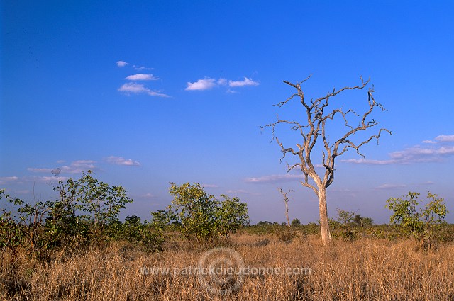 Bushveld, South Africa - Afrique du sud - 21192