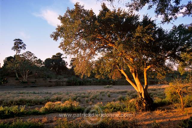 Dry riverbed, Kruger NP, South Africa - Afrique du Sud - 21193