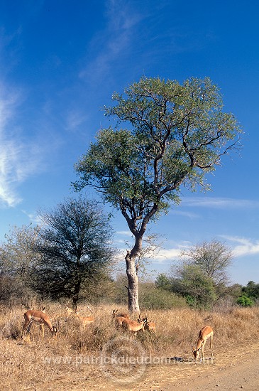 Impalas, Kruger NP, South Africa - Afrique du Sud - 21194