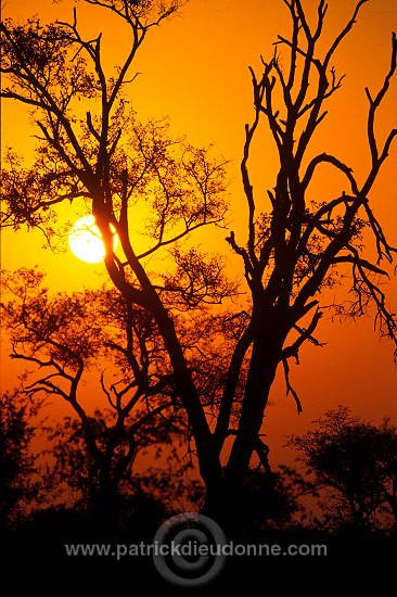 Sunrise, Kruger NP, South Africa - Afrique du Sud - 21197