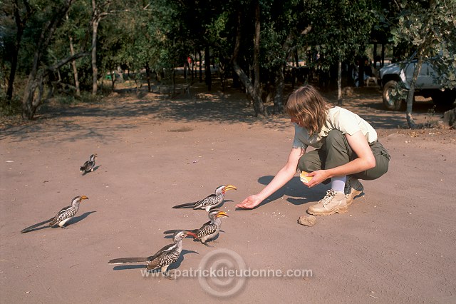Feeding birds, Kruger NP, South Africa - Afrique du Sud - 21202