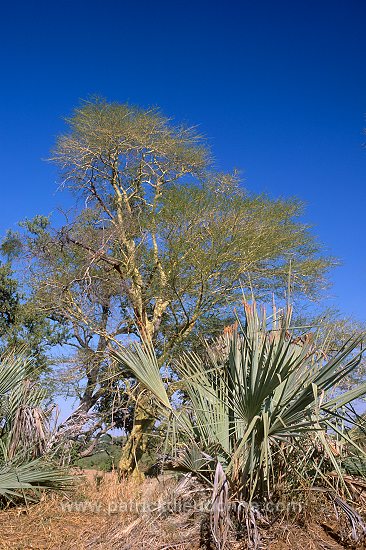 Fever tree, Kruger NP, South Africa - Afrique du Sud - 21185