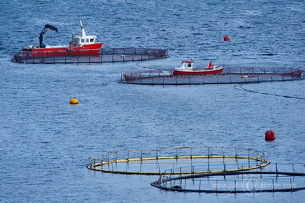 Salmon farming, Nordoyar, Faroe islands - Elevage du saumon, iles Feroe - FER276