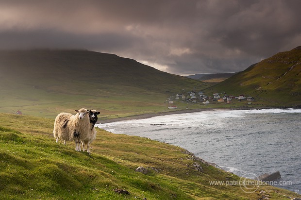 Sheep at Husavik, Sandoy, Faroe islands - Moutons, Husavik, iles Feroe - FER316