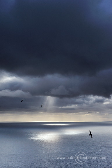 Fulmars in flight, Sandoy, Faroe islands - Fulmars, iles Feroe - FER349