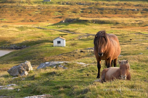 Horses, Sandoy, Faroe islands - Chevaux, Iles Feroe - FER432