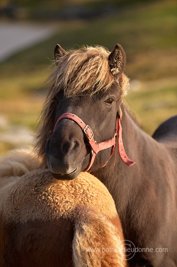 Horses, Sandoy, Faroe islands - Chevaux, Iles Feroe - FER433