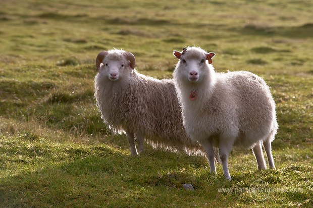 Ewe and lamb, Eysturoy, Faroe islands - Brebis et agneau, iles Feroe - FER706