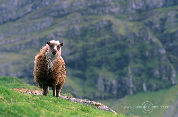 Sheep, Streymoy, Faroe islands - Mouton, iles Feroe - FER956