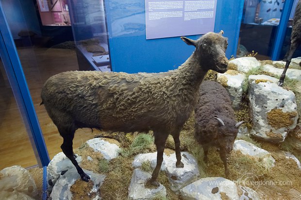 Sheep, extinct breed, Faroe islands - Mouton, race eteinte, iles Feroe - FER616