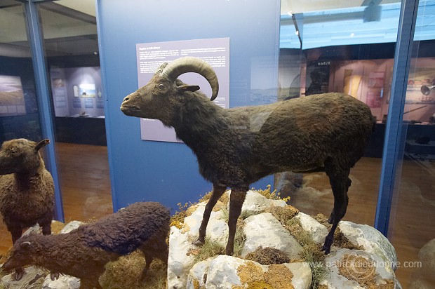 Sheep, extinct breed, Faroe islands - Mouton, race eteinte, iles Feroe - FER617