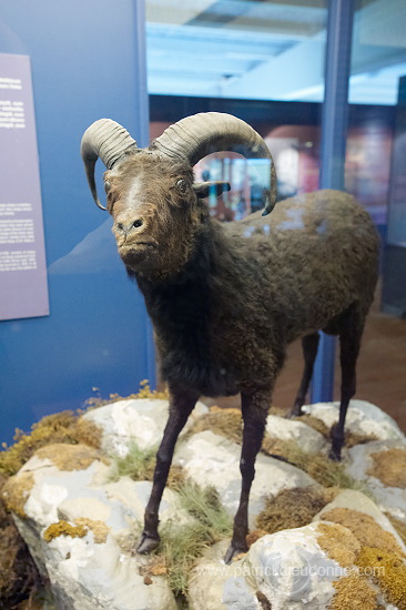 Sheep, extinct breed, Faroe islands - Mouton, race eteinte, iles Feroe - FER618