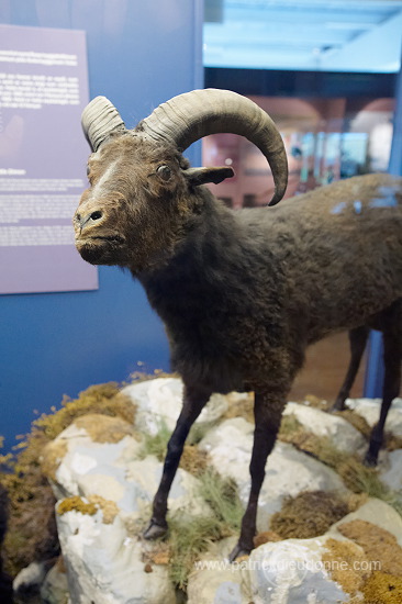 Sheep, extinct breed, Faroe islands - Mouton, race eteinte, iles Feroe - FER619