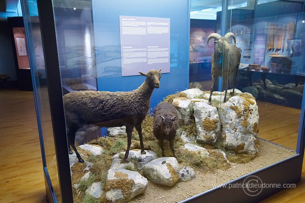 Sheep, extinct breed, Faroe islands - Mouton, race eteinte, iles Feroe - FER621